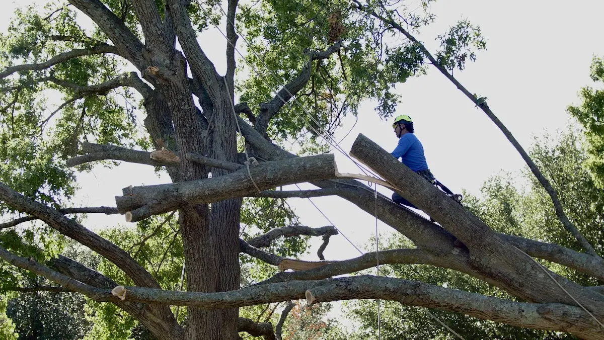 Professional Hazardous Tree Removal performed by certified arborists in De Pere